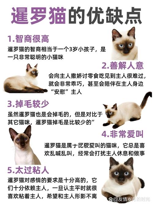 寵物貓大全品種_寵物貓品種大全_寵物貓大全品種名字