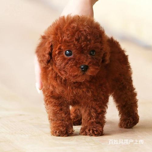 博美茶杯犬價(jià)格_茶杯犬哪里有賣_茶杯犬多少