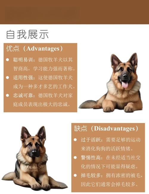 寵物狗德國(guó)牧羊犬_牧羊犬德國(guó)牧羊犬_德國(guó)牧羊犬
