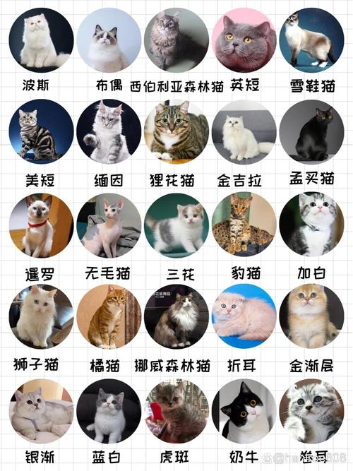 波斯貓s.h.e_幫我找一下波斯貓_波斯貓論壇