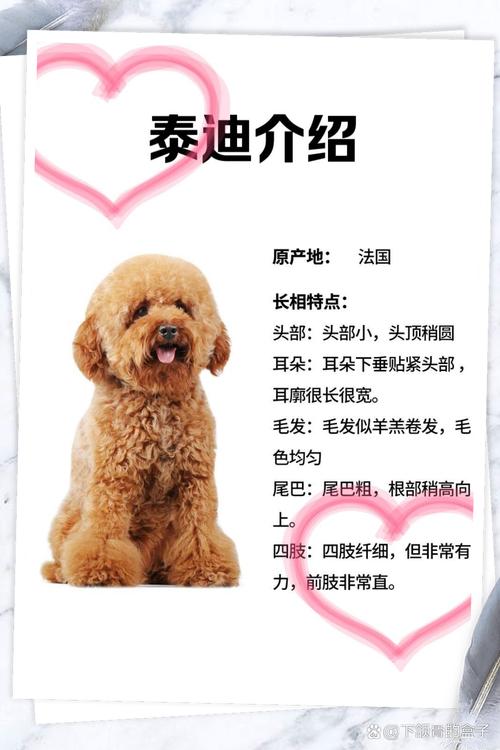 茶杯貴賓犬的性格特點(diǎn)_貴賓茶杯犬什么顏色最貴_茶杯貴賓犬