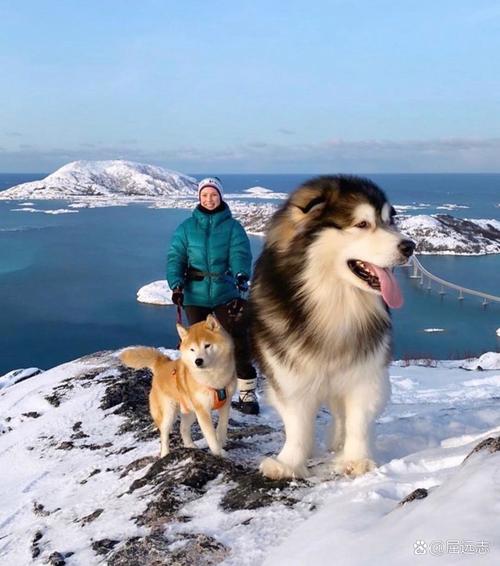 阿拉斯加狗拉雪橇_阿拉斯加犬雪橇多少錢一只_阿拉斯加雪橇狗