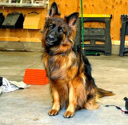 狗市德國(guó)牧羊犬視頻_犬中之王德國(guó)牧羊犬_德國(guó)牧羊犬論壇