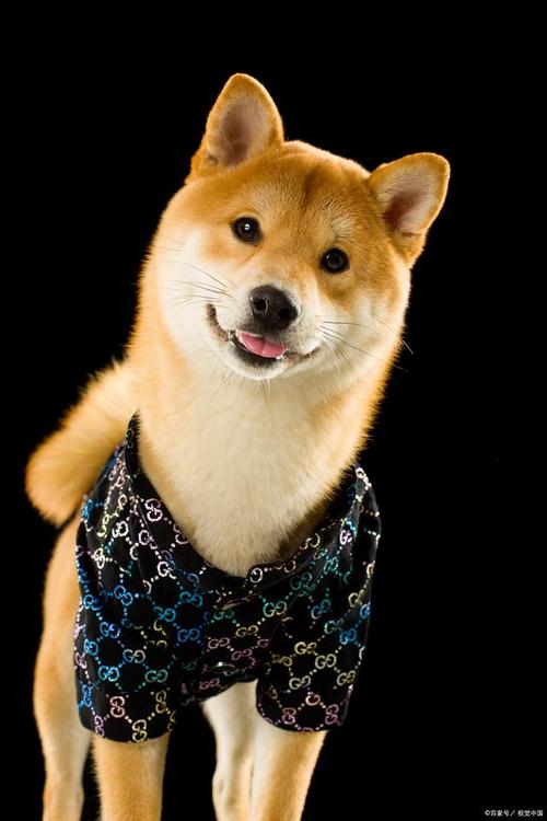 純種柴犬價(jià)格多少錢一只_純種柴犬圖片_純種柴犬