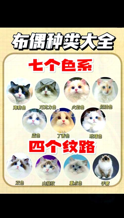 寵物貓品種排行榜前十名_寵物貓品種名字_寵物貓品種