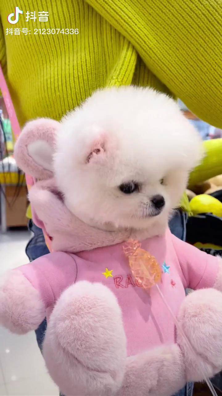 北京哪里有賣茶杯犬_茶杯犬_茶杯犬圖片