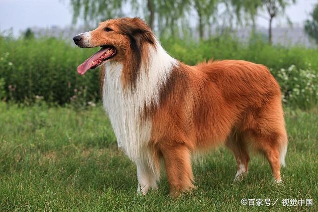 品種狗排名_狗的品種_柯基犬是哪個(gè)國家的品種狗