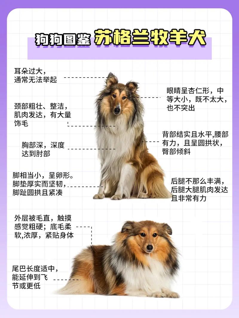蘇格蘭牧羊犬_蘇格蘭牧羊犬優(yōu)點(diǎn)_蘇格蘭牧羊犬厲害嗎