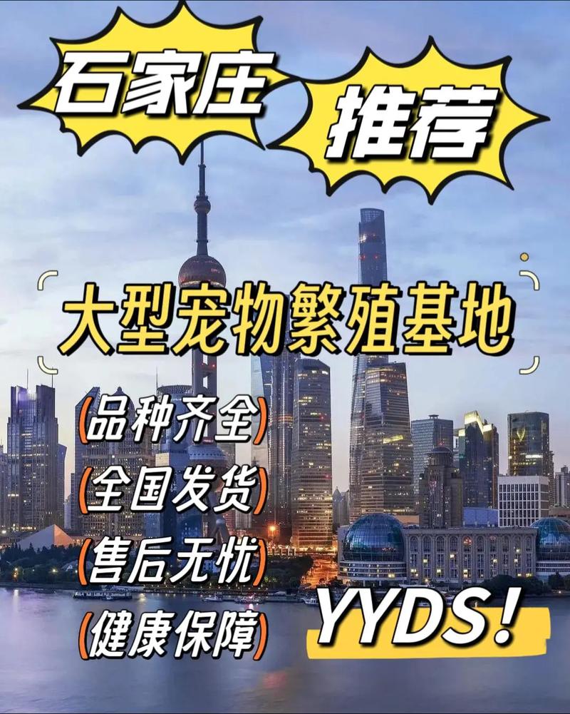 石家莊寵物市場(chǎng)_石家莊寵物市場(chǎng)哪個(gè)最大_石家莊寵物市場(chǎng)賣狗貓的地方