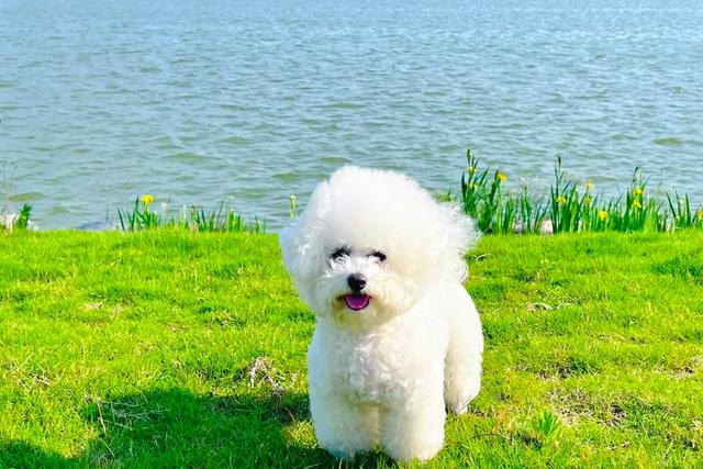 犬比熊芒果_比熊犬_犬比熊多少錢一只