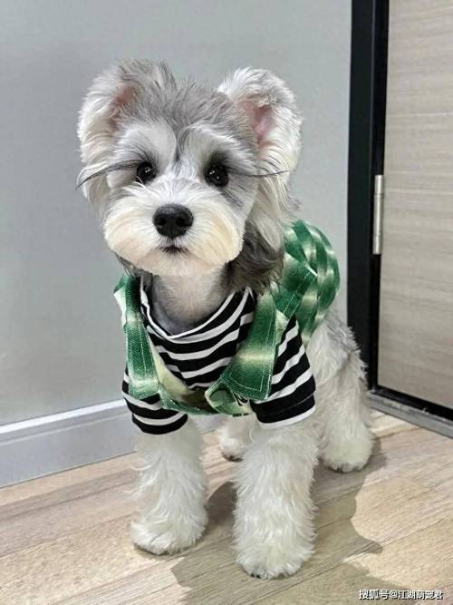 雪納瑞犬_雪納瑞_雪納瑞狗狗一般多少錢一只