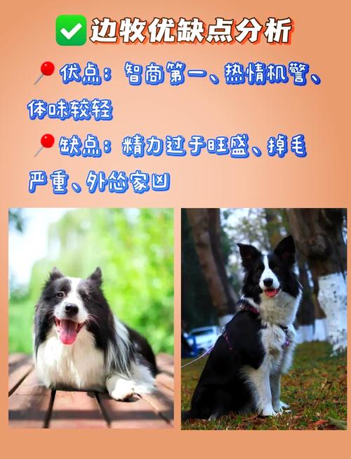邊境牧羊犬論壇_邊境牧羊犬愛好者網(wǎng)_邊境牧羊犬貼吧精品區(qū)