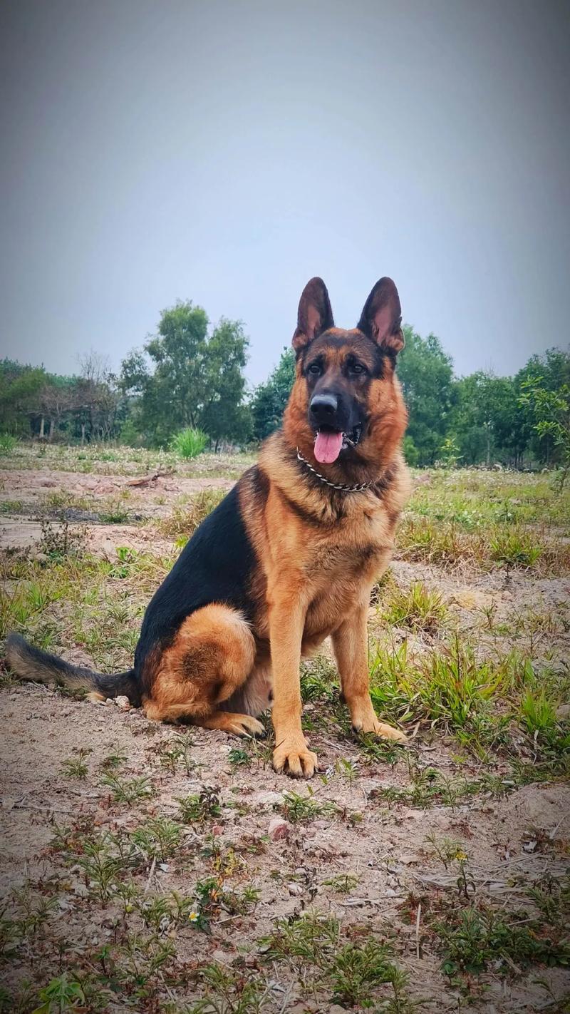 犬德牧羅威納白狼只吃什么_牧羊犬德牧_德牧犬