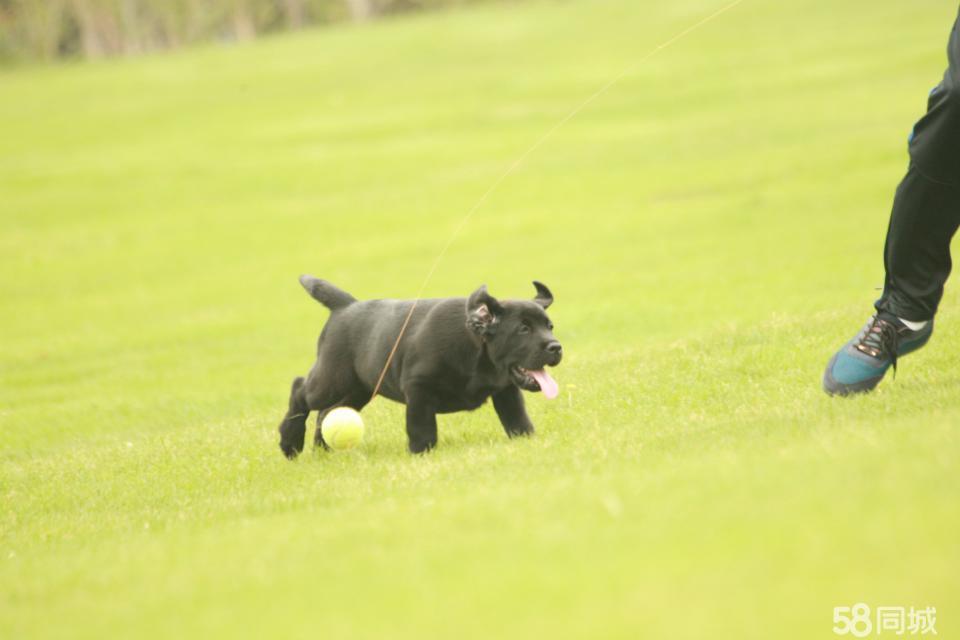 拉布拉多犬介紹_犬類拉布拉多_犬拉布拉多介紹圖片