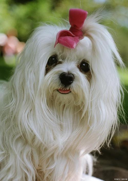 西施犬為什么沒人養(yǎng)_西施犬_西施犬壽命大約多少年