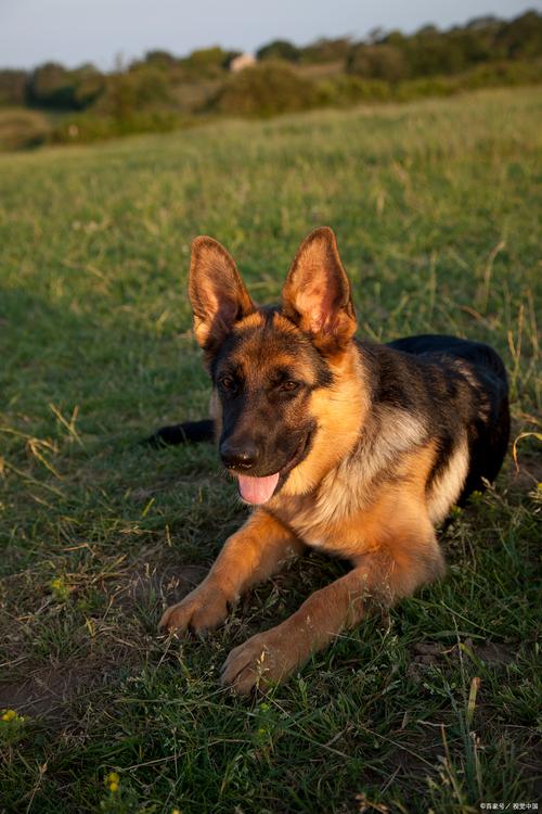 德牧犬_犬德牧羅威納白狼吃什么_犬德牧羅威納白狼只吃什么