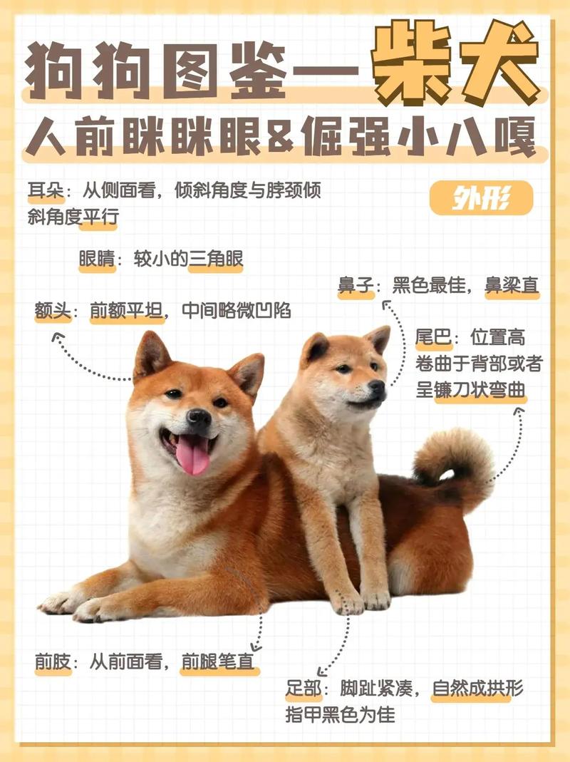 柴犬和秋田犬的區(qū)別_柴犬圖片_柴犬