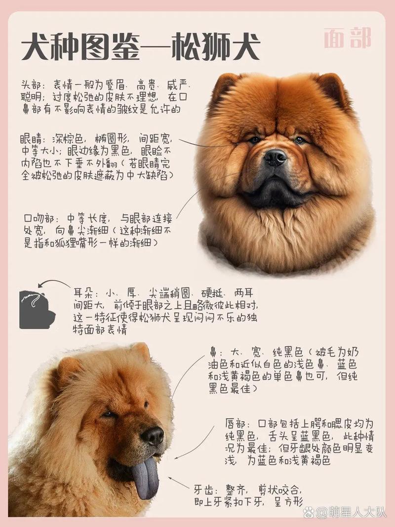 純種松獅犬_純種松獅犬多少錢一只_松獅犬品種