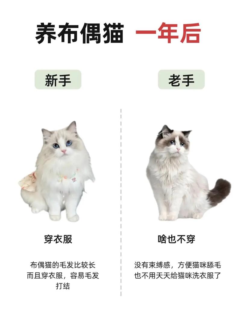 寵物貓品種排行榜前十名_寵物貓品種_寵物貓品種價格排行