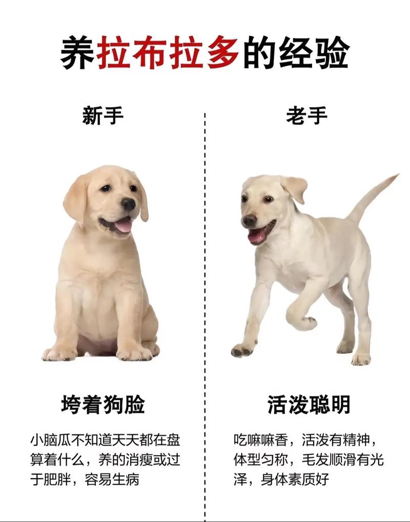 犬類拉布拉多_拉布拉多犬介紹_犬拉布拉多介紹圖片