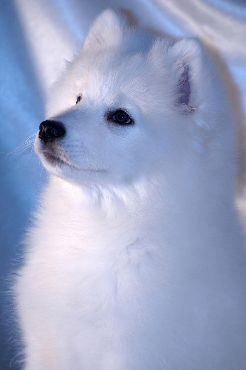 寵物犬薩摩耶_薩摩耶犬_犬類薩摩耶