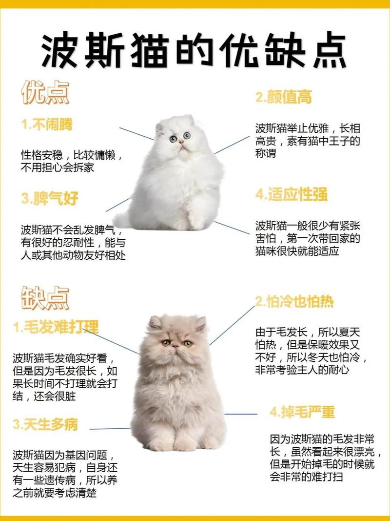 波斯貓論壇_波斯貓論壇樓主_波斯貓app官網(wǎng)