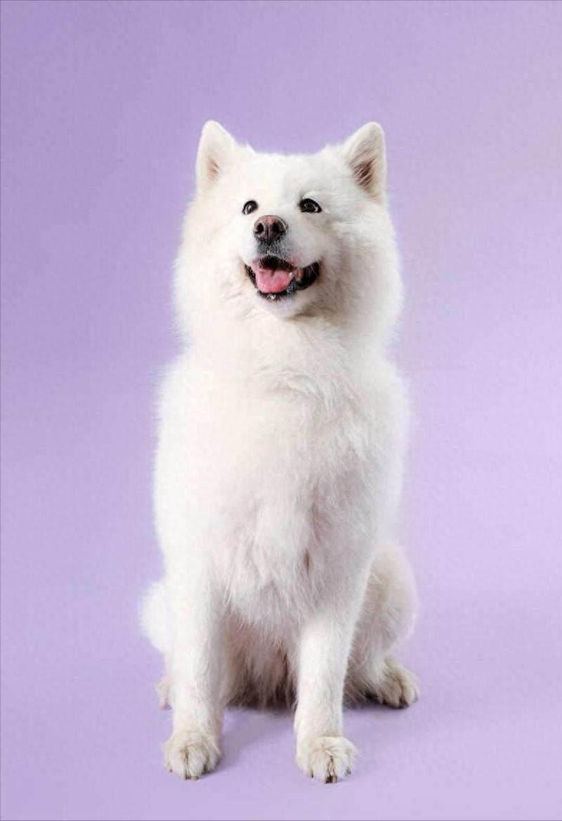 白色大型犬薩摩耶_薩摩耶犬_犬薩摩耶圖片