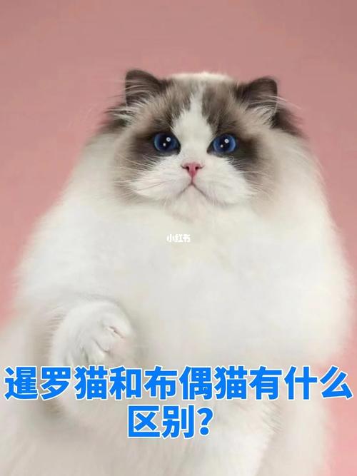 寵物貓排名前十名排行榜_寵物貓排名及價(jià)格_寵物貓排名