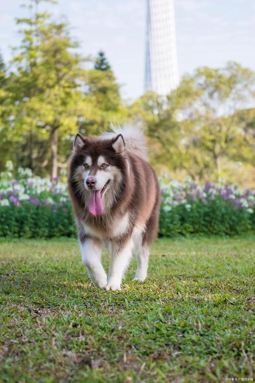 阿拉斯加雪橇犬紅棕色_紅色阿拉斯加成犬_紅色阿拉斯加雪橇犬