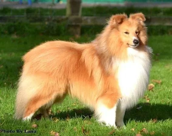 喜樂蒂牧羊犬_牧羊犬喜樂蒂狗能活多長時間_喜樂蒂牧羊犬貴嗎
