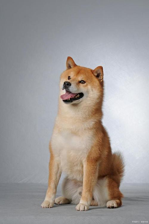 柴犬的特點(diǎn)和性格_柴犬和秋田犬的區(qū)別_柴犬