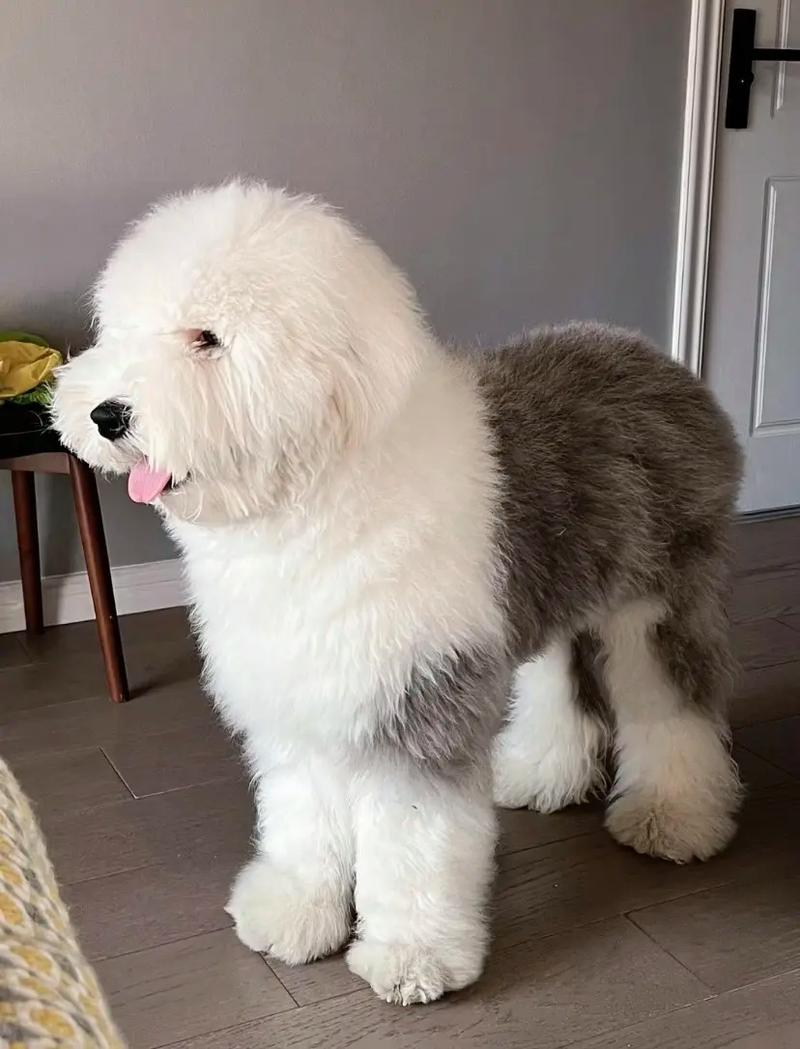古代牧羊犬牧羊視頻_古代古代牧羊犬_古代牧羊犬