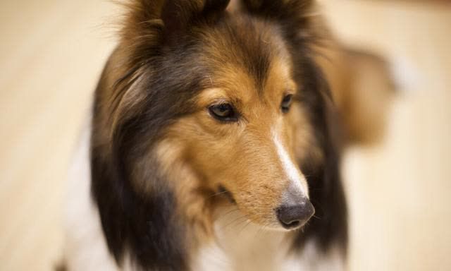 牧羊犬喜樂蒂幼犬圖片_喜樂蒂牧羊犬_喜樂蒂牧羊犬貴嗎