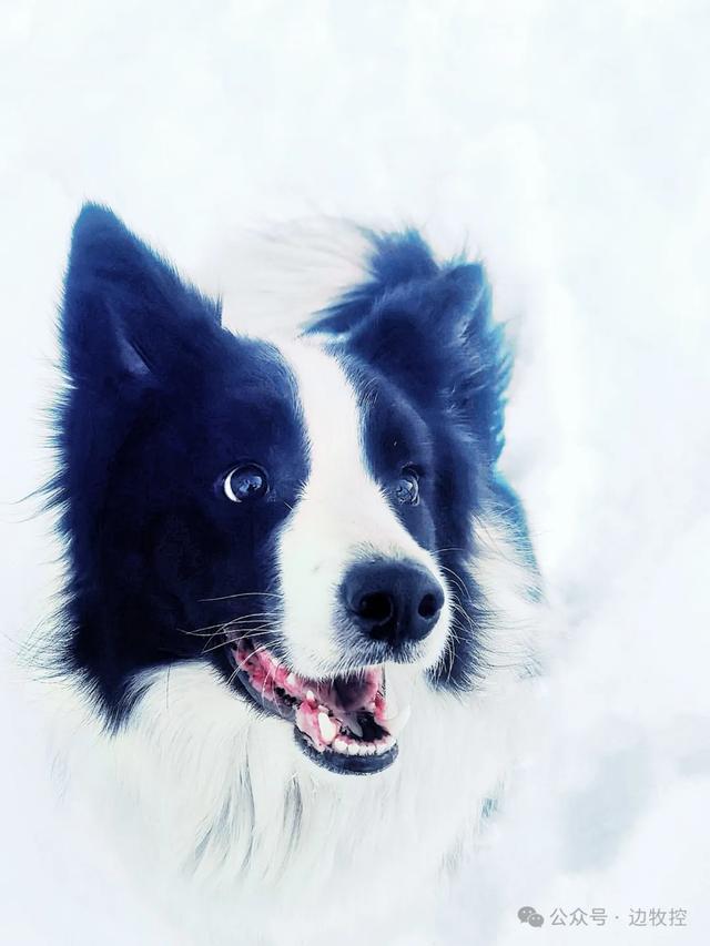 邊境牧羊犬官網(wǎng)_邊境牧羊犬愛好者網(wǎng)_邊境牧羊犬論壇