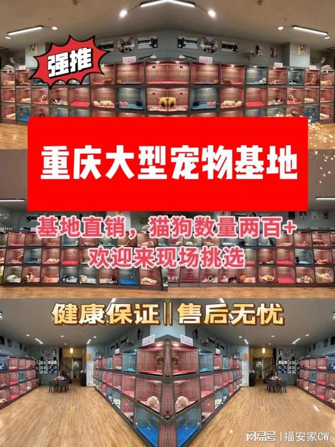 最正規(guī)的寵物貓交易網(wǎng)站_寵物貓交易網(wǎng)站_寵物貓網(wǎng)上交易平臺(tái)