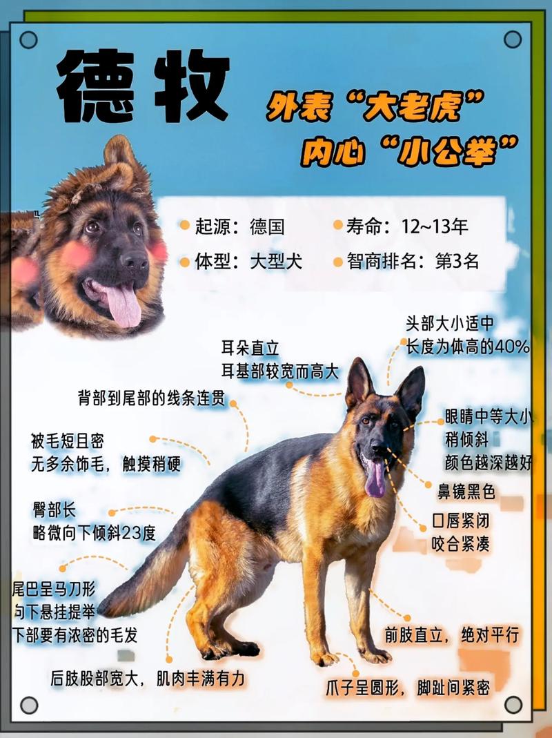 純種德國(guó)牧羊犬_牧羊犬德國(guó)_徳國(guó)牧羊犬