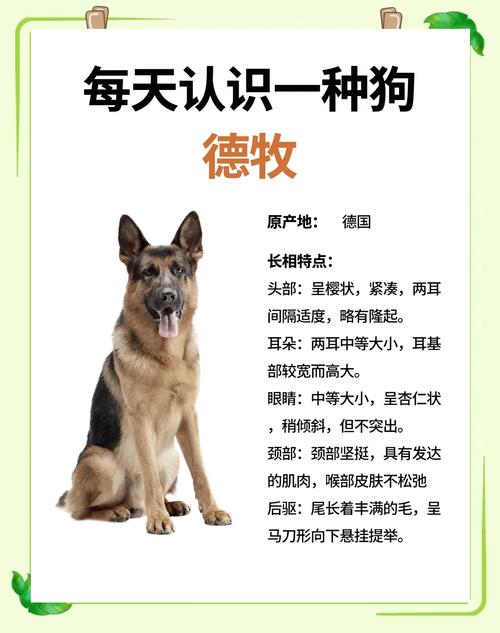 牧羊犬在線德國牧羊犬信息平臺(tái)_狗市德國牧羊犬視頻_德國牧羊犬論壇