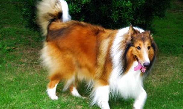 蘇格蘭犬牧羊純種多少錢_蘇格蘭牧羊犬品種_純種蘇格蘭牧羊犬