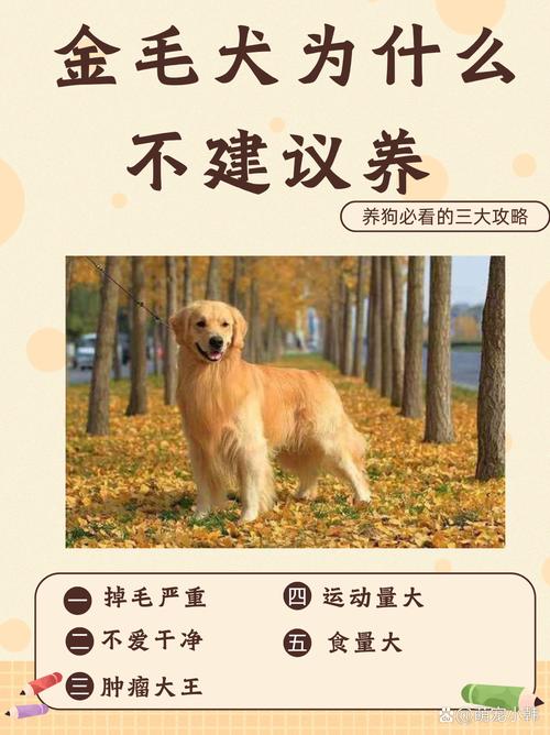 金毛幼犬需要準(zhǔn)備什么_金毛需要訓(xùn)練嗎_金毛犬要
