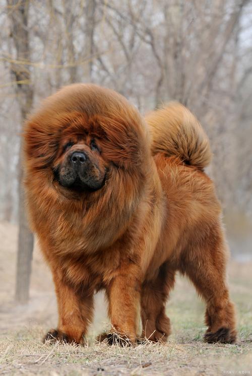 純種小藏獒_純種藏獒犬_藏獒純種