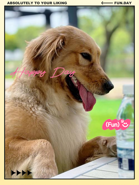 金毛幼犬需要準(zhǔn)備什么_金毛犬要_金毛犬需要剪毛嗎