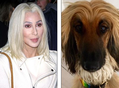 阿富汗獵犬多少錢一只_阿富汗獵犬_阿富汗獵犬圖片