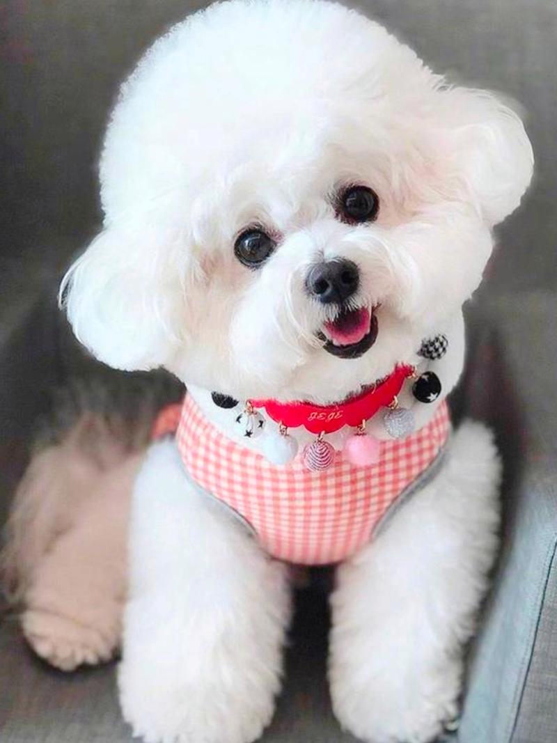 迷你貴賓犬的優(yōu)缺點(diǎn)_迷你貴賓犬_迷你貴賓狗