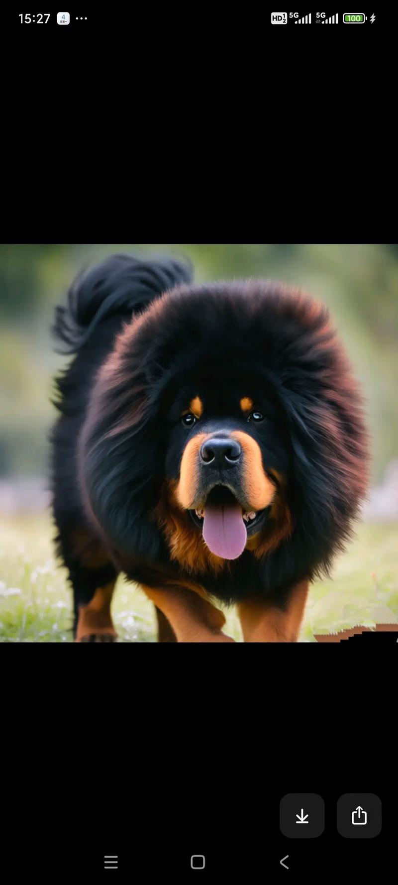 藏獒和狼誰(shuí)厲害_藏獒幼犬_藏獒