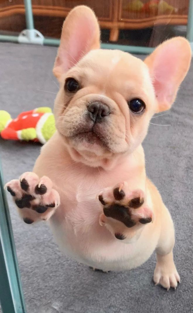 英國斗牛犬斗牛表演_斗牛犬英國_英國斗牛犬