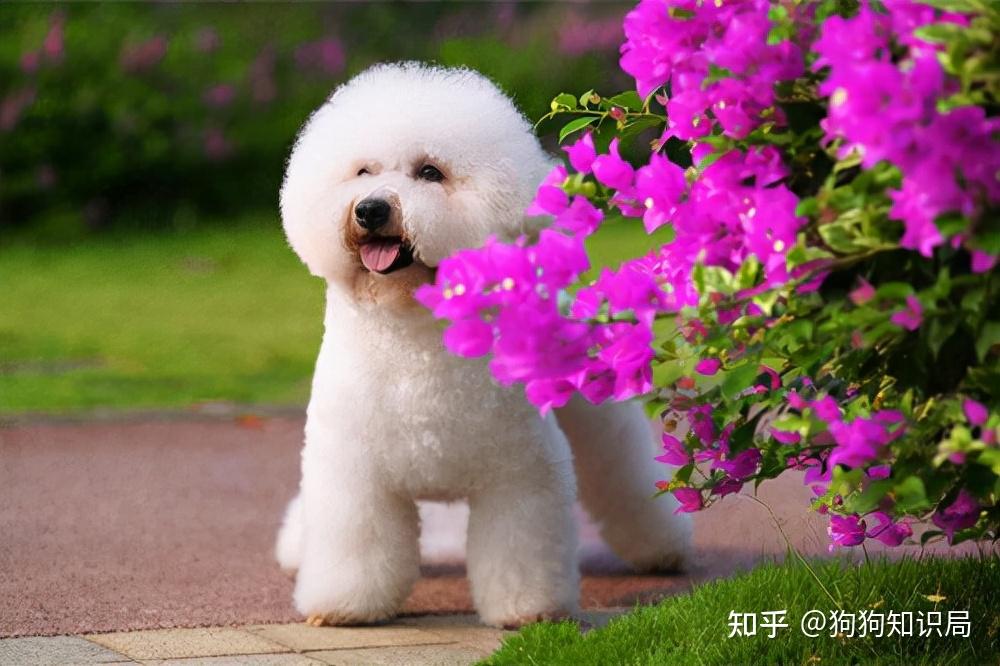 比熊犬_犬比熊芒果視頻_犬比熊的圖片