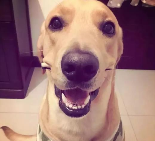 犬黑色拉布拉多圖片大全_黑色拉布拉多犬_犬黑色拉布拉多圖片