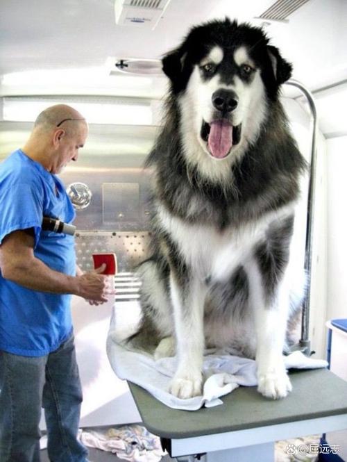 巨型阿拉斯加雪橇犬多少錢一只_巨型阿拉斯加雪橇犬_巨型阿拉斯加犬價(jià)格