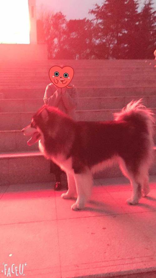 紅色阿拉斯加成犬_阿拉斯加雪橇犬紅棕色_紅色阿拉斯加雪橇犬