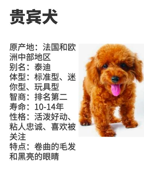 寵物泰迪狗價(jià)格_寵物泰迪狗狗可以吃西瓜嗎_泰迪寵物狗